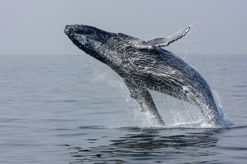 whale spotting in Honolulu