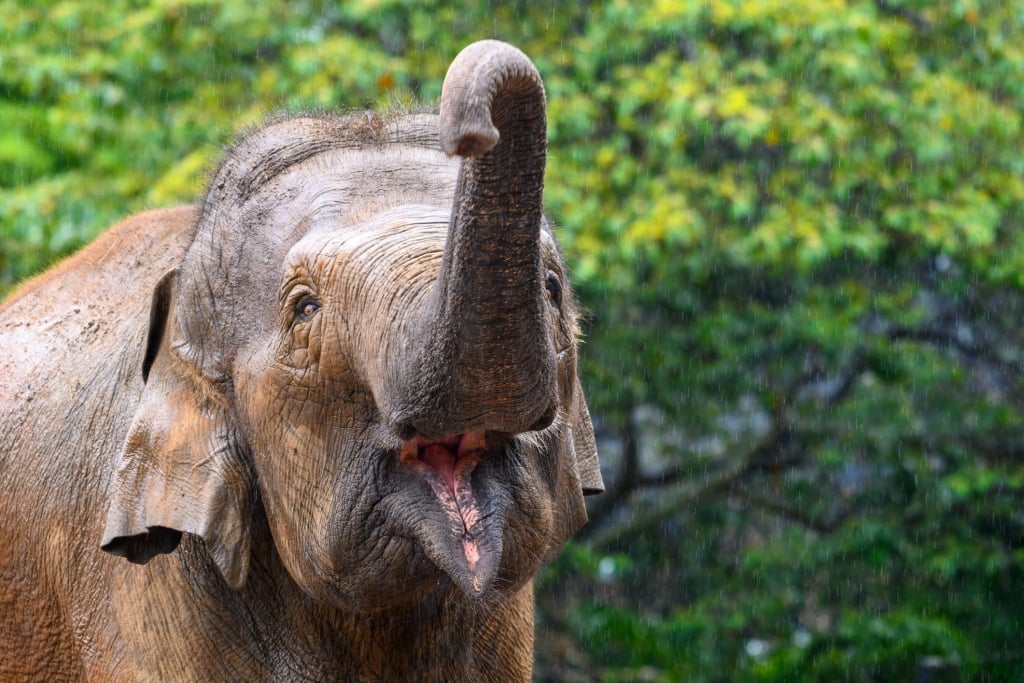 A elephant at the Honolulu Zoo in Honolulu Hawaii.