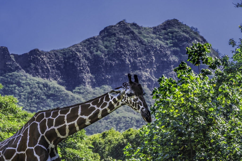 Colorful Brown White Reticulated Giraffe at the Honolulu Zoo near Prince Waikiki