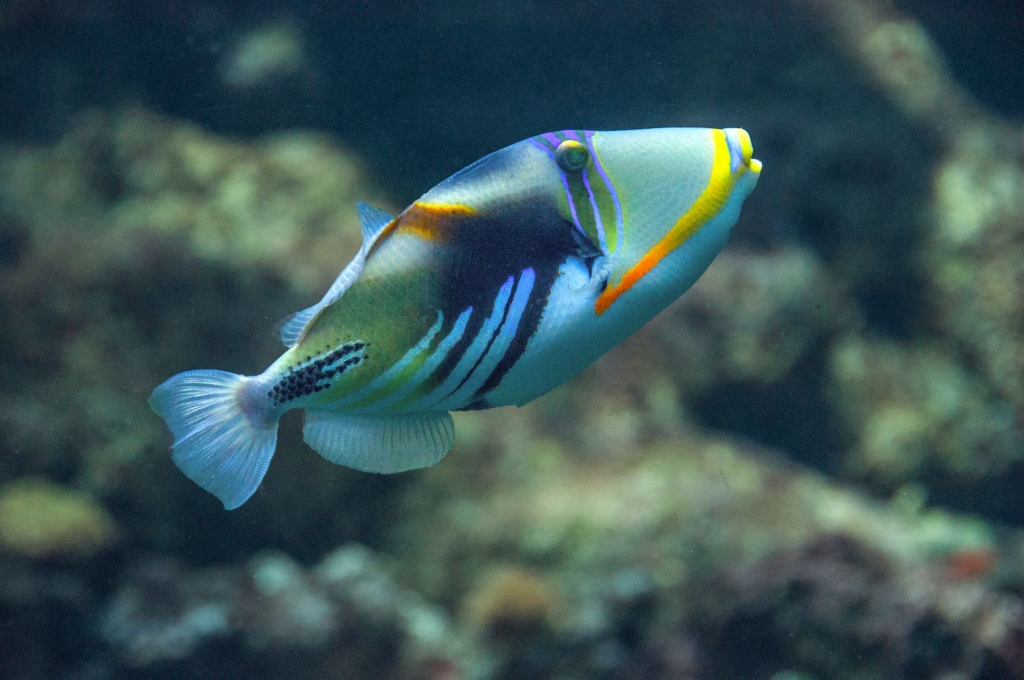 A colorful triggerfish in the waters near Waikiki in Hawaii